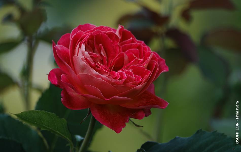 ©SUNFLOR - Primavera